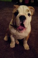 Lola first year one 013.webp