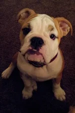 Lola first year one 017.webp