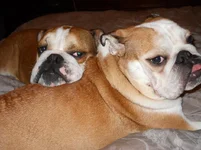 Dozer comes home 100.webp