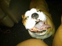 ImageUploadedByTapatalk1358436573.916292.jpg ImageUploadedByTapatalk1358436573.916292.jpg