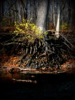 DSCF4202.webp