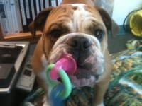 Otis at work with his toy - 01-18-2013.jpg