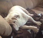 winston1.webp