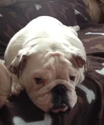 winston2.webp