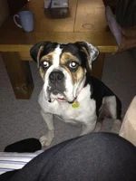 Lexi.webp