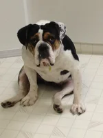 Lexi sitting.webp