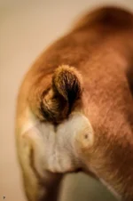 Ellie Mae 9.webp