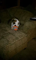 dog 2 chair.webp