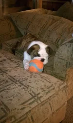 dog1 chair.webp