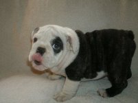Seb 9 weeks.jpg Seb 9 weeks.jpg