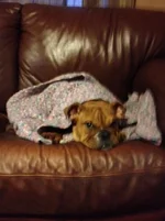 Raven in a blanket 2.webp