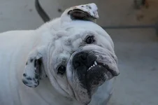 Linus.webp