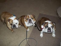100_1208.webp
