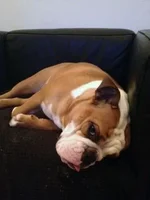 T couch.webp