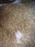ImageUploadedByTapatalk1358729439.084451.jpg ImageUploadedByTapatalk1358729439.084451.jpg