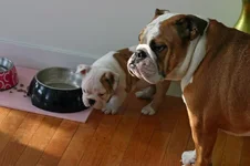 Buster and Tallulah 2.webp Buster and Tallulah 2.webp