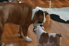 Buster and Tallulah1.webp Buster and Tallulah1.webp
