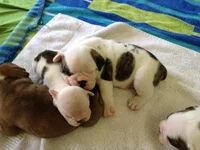 Ace, with some of his litter mates.webp