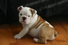 Buster2March 8:13.webp Buster2March 8:13.webp