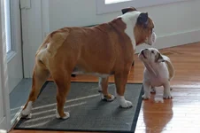 Tallulah and Buster 3a.webp Tallulah and Buster 3a.webp