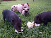 piggies.jpg piggies.jpg