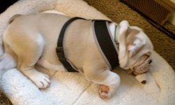 sleepbaby.jpg sleepbaby.jpg