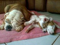 Boeboeandkids.jpg Boeboeandkids.jpg