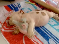 joeypuppy.webp