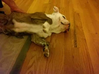 Rosie Jan 2013.webp