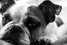 Ellie 2.webp