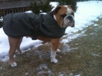 Otis in his new jacket.jpg