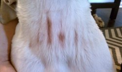 collararea.jpg collararea.jpg