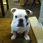 MrHenry.webp
