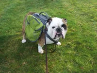 Bo and his New Backpack.webp
