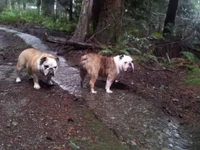 Dogs - Hiking on Holiday Break.webp