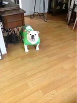 ImageUploadedByTapatalk1359073063.171439.webp
