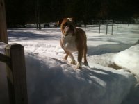 Otis - Snow #3.jpg