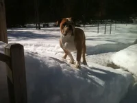 Otis - Snow #3.webp