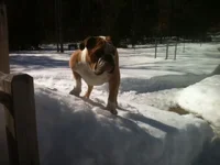 Otis - Snow #2.webp