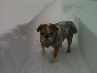 Otis - Snow #1.jpg