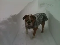 Otis - Snow #1.webp