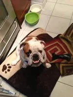 Winston.webp