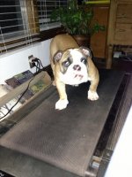Brutus 11-18-12.3.jpg Brutus 11-18-12.3.jpg