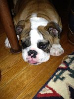 Brutus 11-18-12.1.jpg Brutus 11-18-12.1.jpg