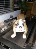 Brutus 11-18-12.2.jpg Brutus 11-18-12.2.jpg
