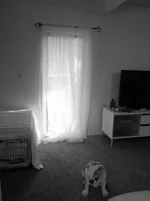 bulldogballerina.webp