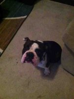 ImageUploadedByTapatalk1359165253.448653.jpg ImageUploadedByTapatalk1359165253.448653.jpg