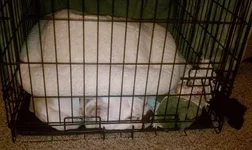crate.webp