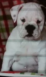 breeder.webp