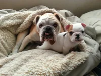 HaggisandSimon.webp